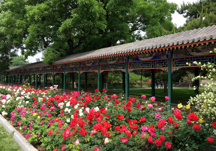 初夏赏花，北京市区这八个地方不能错过