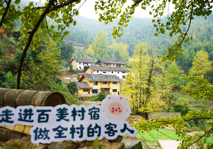 百美村宿高岭宿集：银杏叶飘落屋顶 清欢氤氲时光