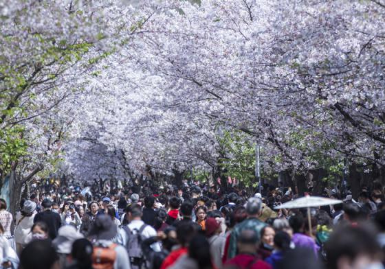 南京网红赏樱处，鸡鸣寺，花如海人如潮