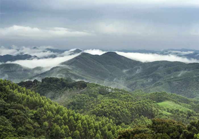 广西高峰林场将实施“百万工程” 新增国储林不少于120万亩