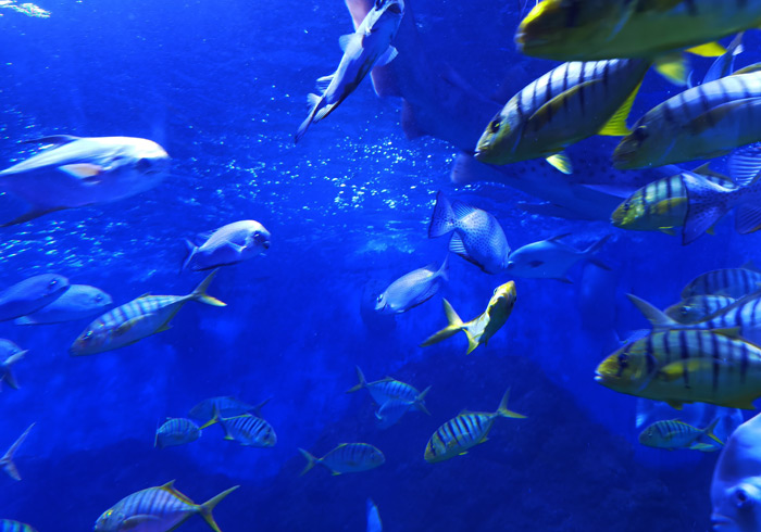 威高海洋馆，带孩子体验一场深海之旅