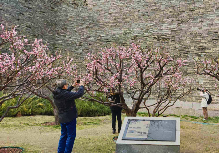 明城墙遗址公园的春意有别样的时代内涵