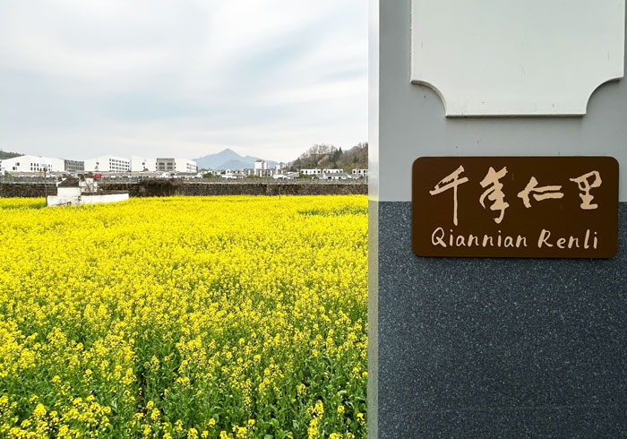 粉墙黛瓦，油菜花海，春入徽州时仁里古