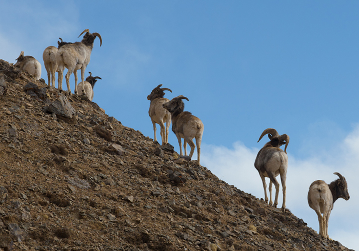国家二级保护野生动物盘羊成群现身冬日都兰县境内