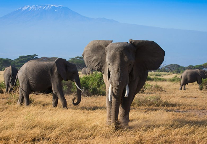 霞光与倾盆大雨，都是肯尼亚的叙事
