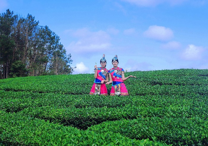 在浙江温州邂逅小众茶园，风景很美适合拍片，去了不想走！