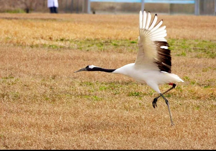 春日盐城：邂逅湿地精灵，赴一场鹤舞之约